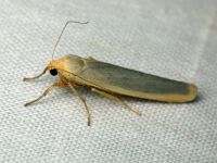 Eilema complana