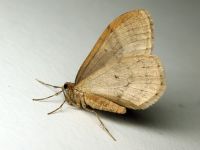 Operophtera brumata