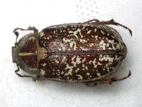 Polyphylla fullo