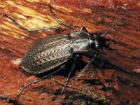 Carabus (Carabus) granulatus
