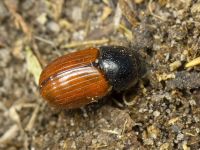 Aphodius (Aphodius) fimetarius