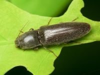 Athous haemorrhoidalis
