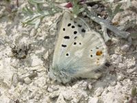 Plebejus pyrenaica ergane