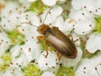 Orsodacne cerasi