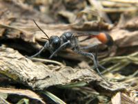Ammophila sabulosa