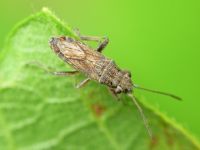 Ortholomus punctipennis