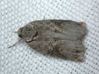Nycteola asiatica