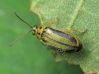 Xanthogaleruca luteola