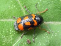 Cryptocephalus (Cryptocephalus) octacosmus