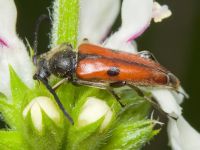 Vadonia unipunctata