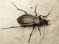 Carabus (Tachypus) cancellatus cancellatus n. sulinensis