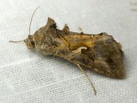 Noctuidae