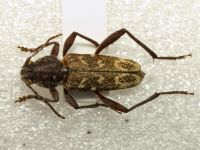 Xylotrechus rusticus