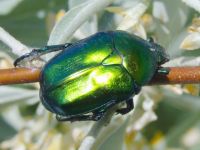 Protaetia affinis