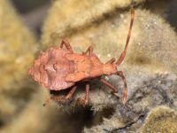 Coreus marginatus