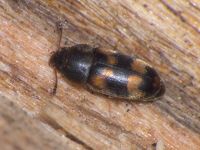 Litargus connexus