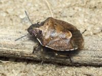 Rubiconia intermedia