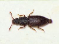 Monotoma gotzi