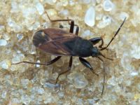 Eremocoris plebejus