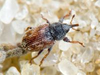 Mecinus labilis