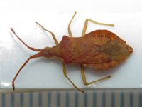 Haploprocta sulcicornis