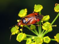 Deraeocoris ruber