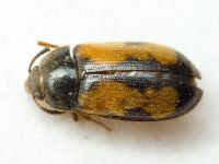 Mycetophagus quadripustulatus