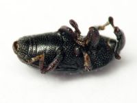 Melanobaris atramentaria