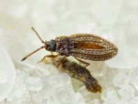Campylosteira verna