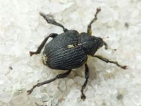 Mononychus punctumalbum