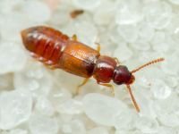 Xylodromus testaceus