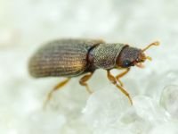 Synchita separanda