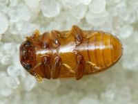 Dacne bipustulata