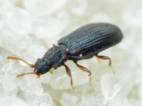 Latridius