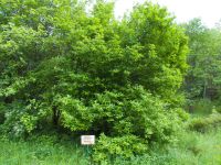 Mespilus germanica
