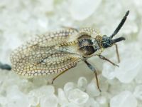 Dictyonota strichnocera