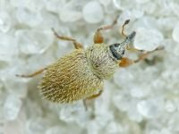 Mecinus ictericus