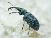 Apioninae