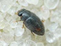 Scymniscus horioni