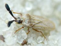 Copium teucrii