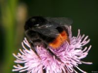 Bombus lapidarius