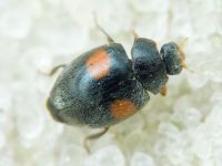 Scymnus apetzi