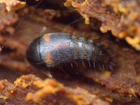 Sepedophilus bipunctatus