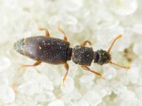 Monotoma brevicollis