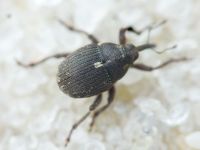 Glocianus punctiger
