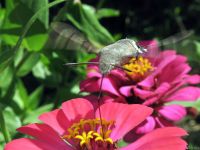Macroglossum stellatarum