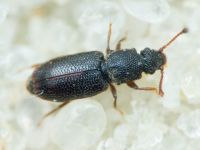 Monotoma brevicollis