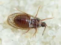 Campylosteira verna