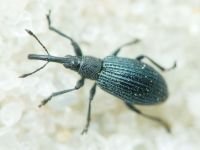 Apioninae