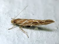 Pyroderces argyrogrammos